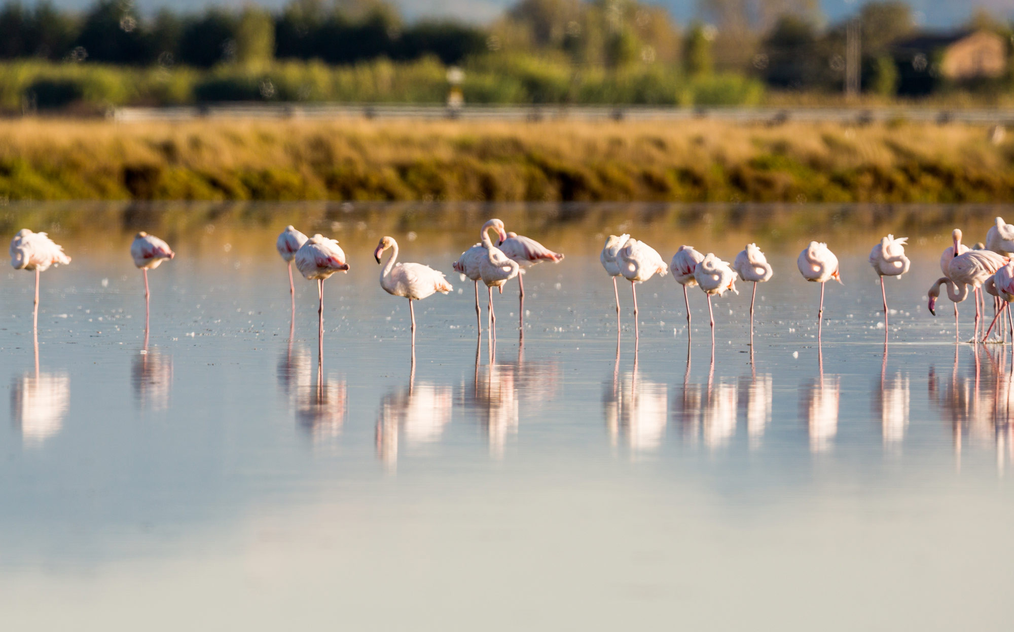 media.Slide-Cervia-CFH-Tintoretto-Cervia
